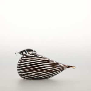 Birds Whip-Poor-Will 0428