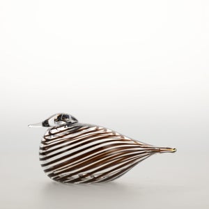 Birds Whip-Poor-Will 0431