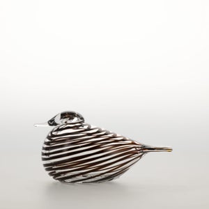 Birds Whip-Poor-Will 0434