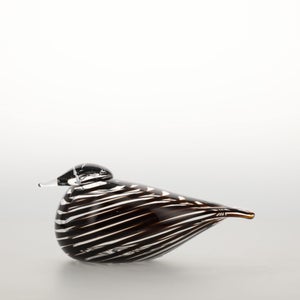 Birds Whip-Poor-Will 0438