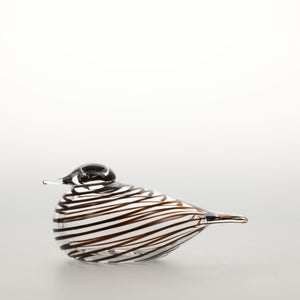 Birds Whip-Poor-Will 0442