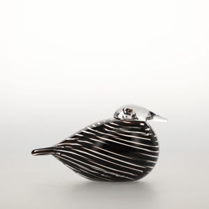 Birds Whip-Poor-Will 0384