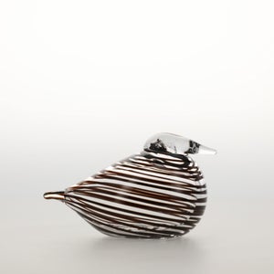 Birds Whip-Poor-Will 0385