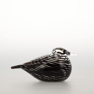 Birds Whip-Poor-Will 0386
