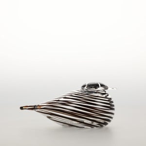 Birds Whip-Poor-Will 0389