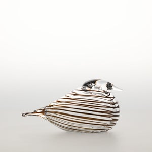 Birds Whip-Poor-Will 0390