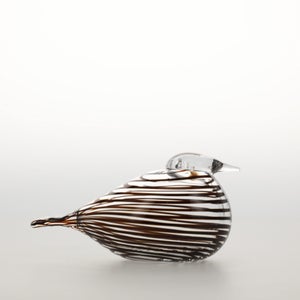 Birds Whip-Poor-Will 0398