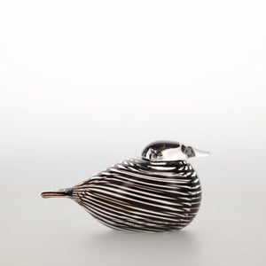 Birds Whip-Poor-Will 0399