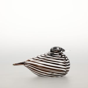 Birds Whip-Poor-Will 0407