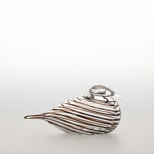 Birds Whip-Poor-Will 0409