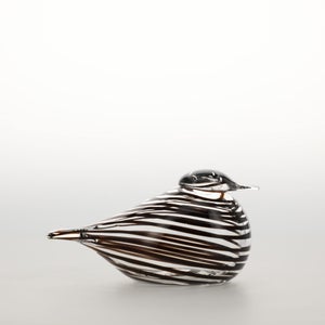 Birds Whip-Poor-Will 0411