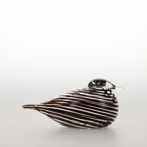 Birds Whip-Poor-Will 0414
