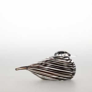 Birds Whip-Poor-Will 0420