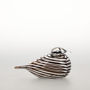 Birds Whip-Poor-Will 0422