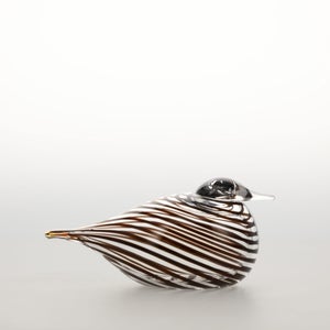 Birds Whip-Poor-Will 0431