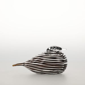 Birds Whip-Poor-Will 0432