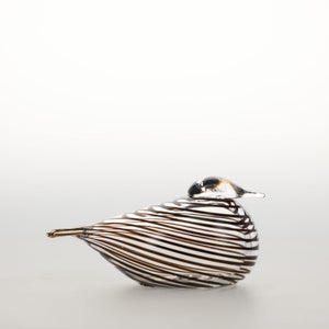 Birds Whip-Poor-Will 0435