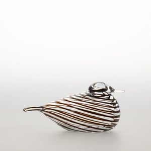 Birds Whip-Poor-Will 0442